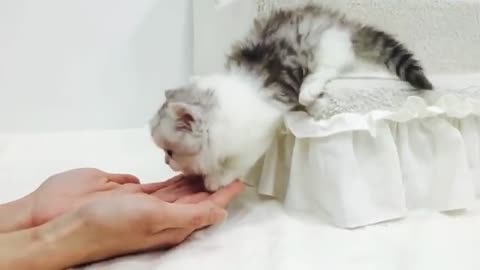 Cute baby cat😍