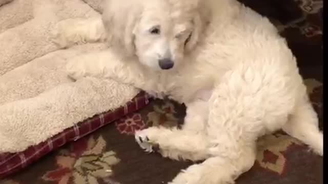 Puppy is working hard to break in her new bed.