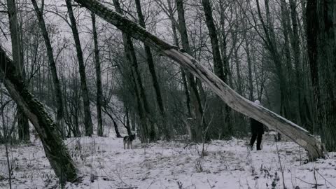 Taking the dogs through a snow covered park