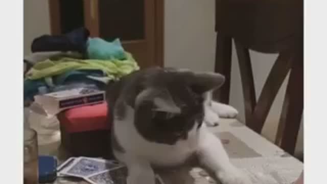 I MANAGE TO GET MY CAT TO FLIP A COIN