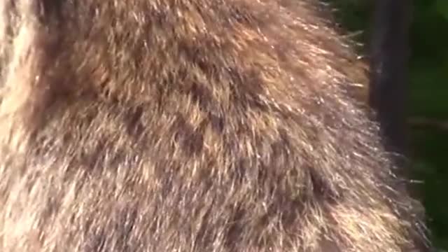 Raccoon Funny Video