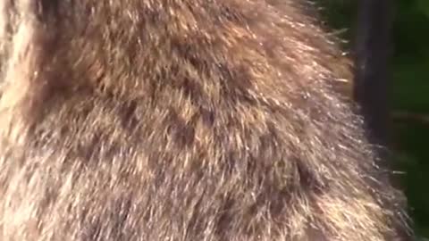 Raccoon Funny Video