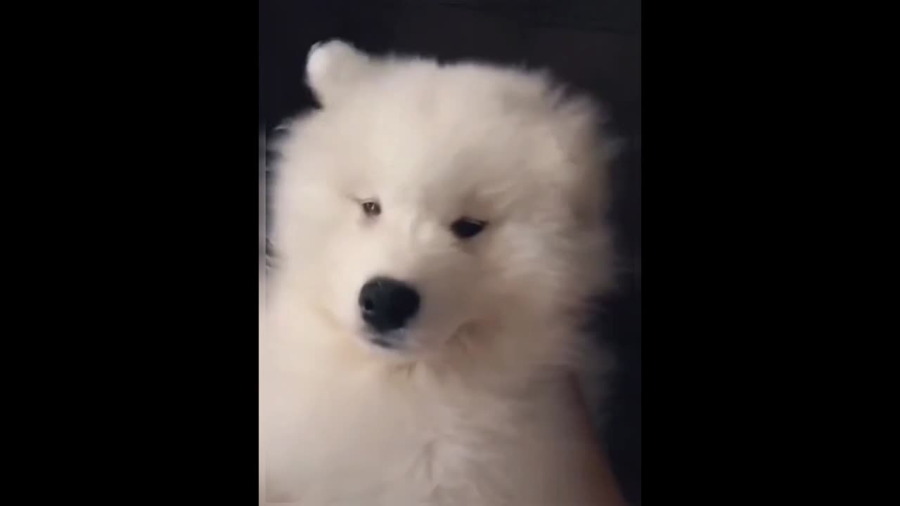 To the one tagged, I'm gifting you a little puppy!