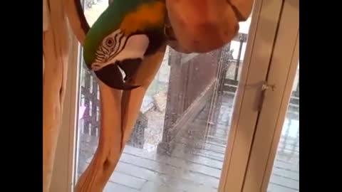 5 Funny Talking Parrots creepy and coolp2