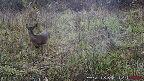 November Trail Camera