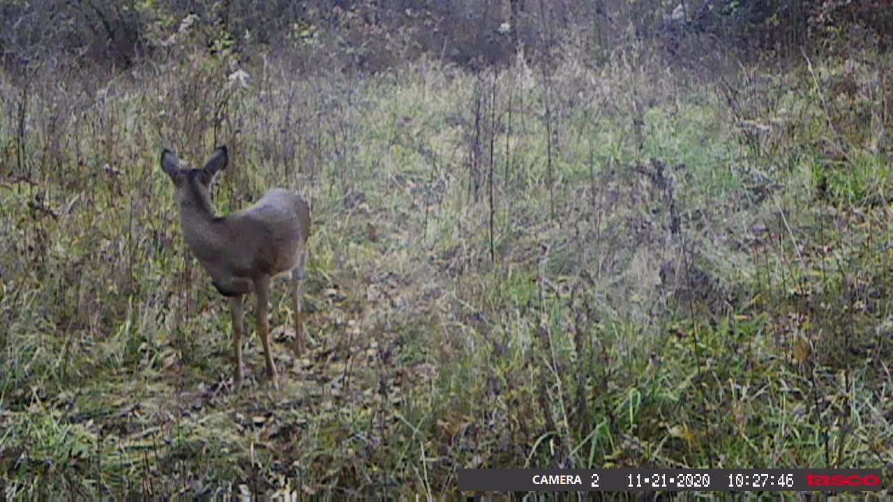 November Trail Camera