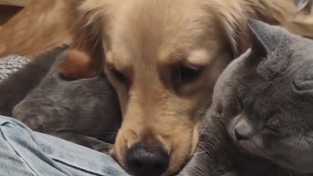 Sweet Golden Retriever comforts mom and supports the cat and her newborn kittens #short