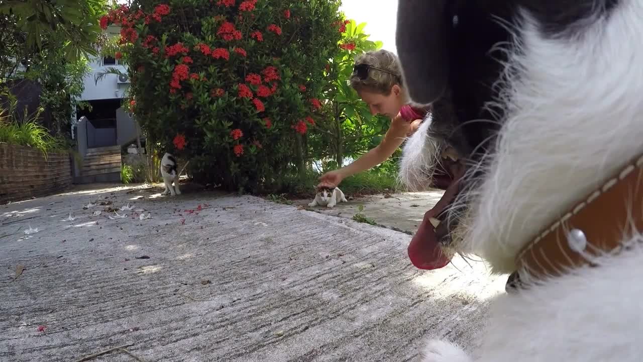 Dog Watching Small Scared Cat Outdoors. Funny Animals