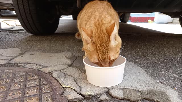 Yellow street cat eating under the car