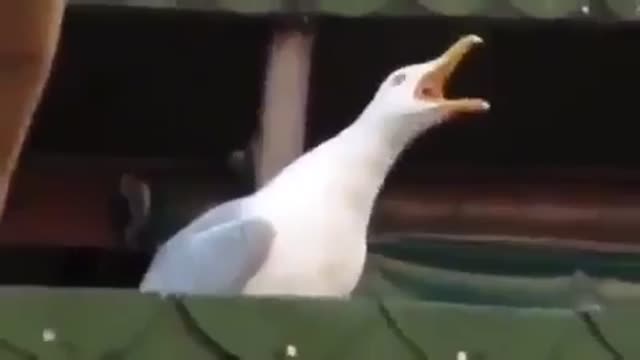 Laughing seagull