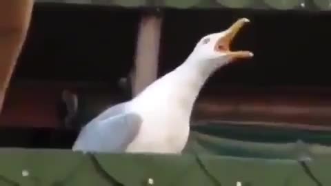 Laughing seagull