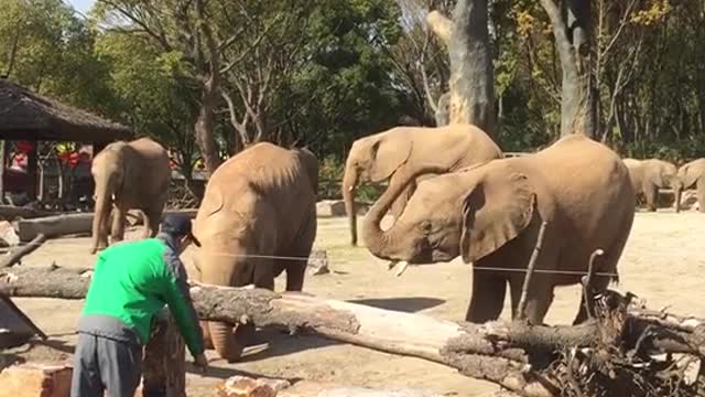 The elephant