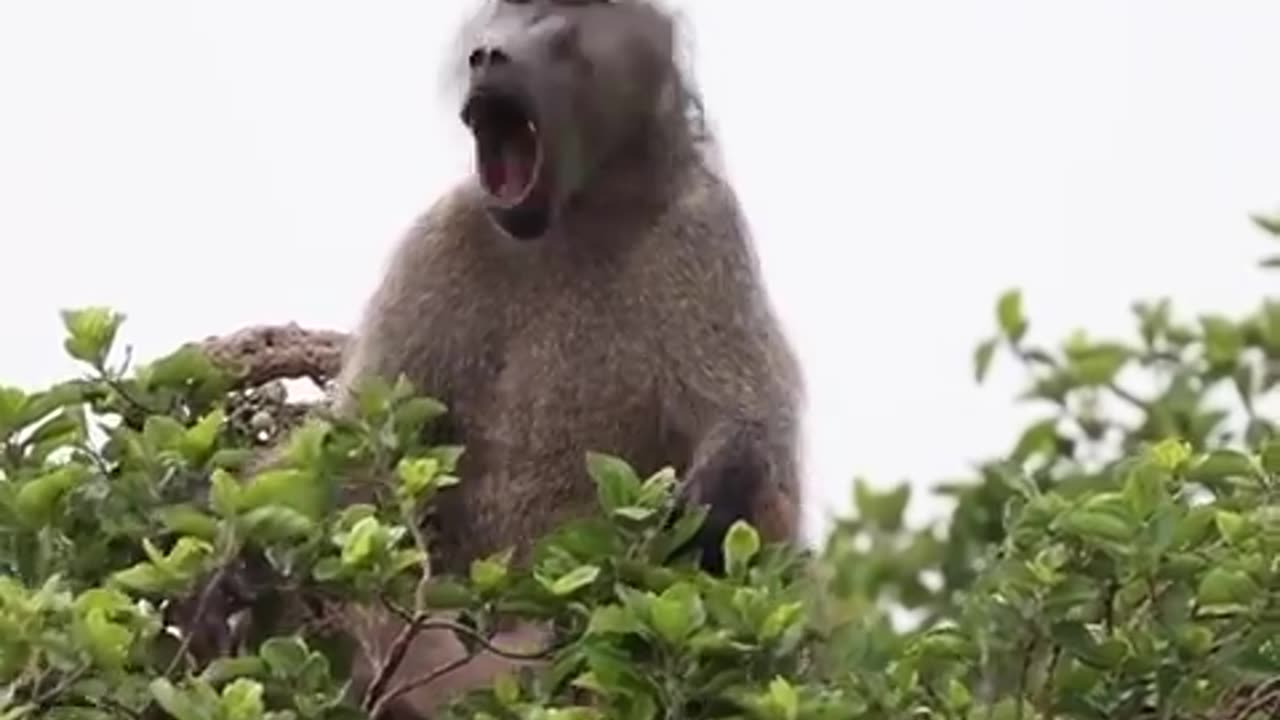 Chacma Baboon Vocalizations