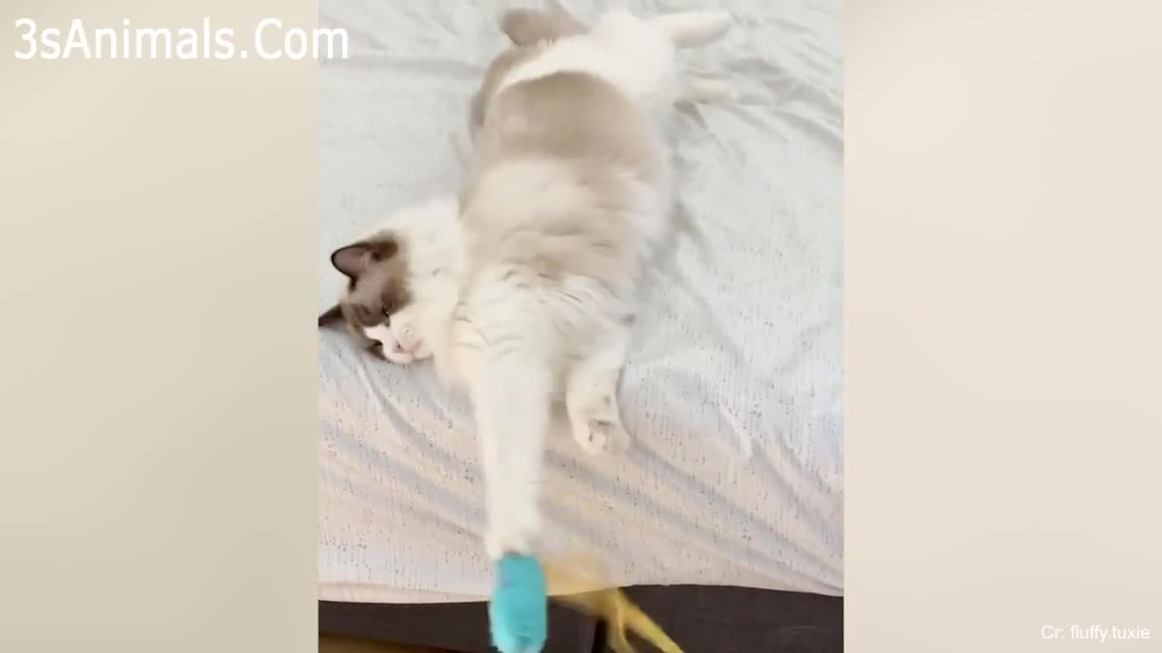 Funniest Cats 😹 - Don't try to hold back Laughter 😂 - Funny Cats Life