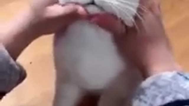 Funny cute cat video