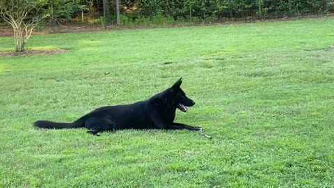 Running the property... BLACK GERMAN SHEPHERD DOGS