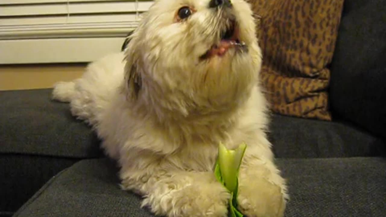 Shih Tzu Pup Enjoying Some Bok Choy