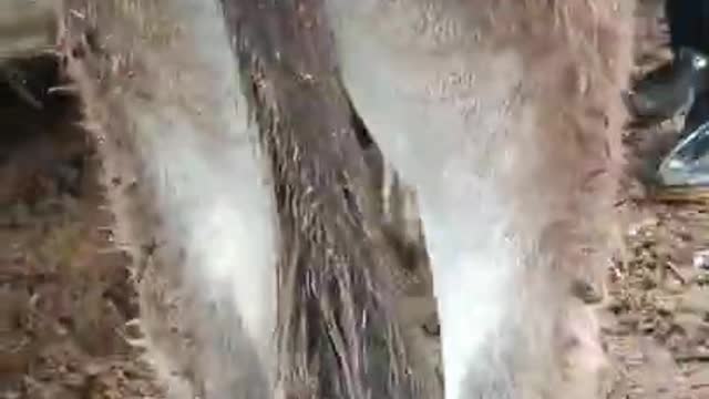 SATISFYIING RESTORATION HOOF