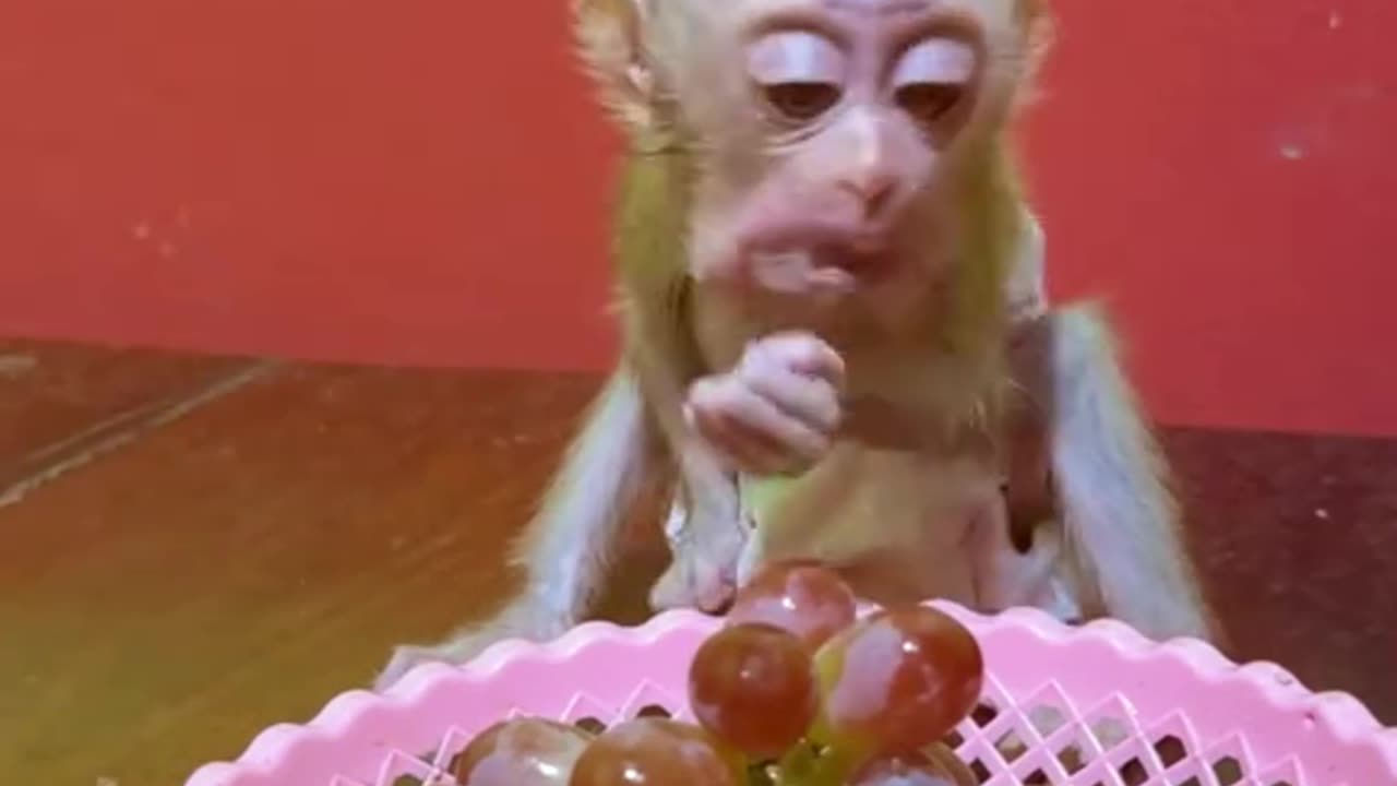 Monkey eating grapes