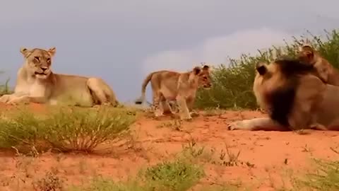 Lion cubs playing