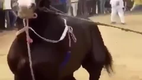 Horse dancing