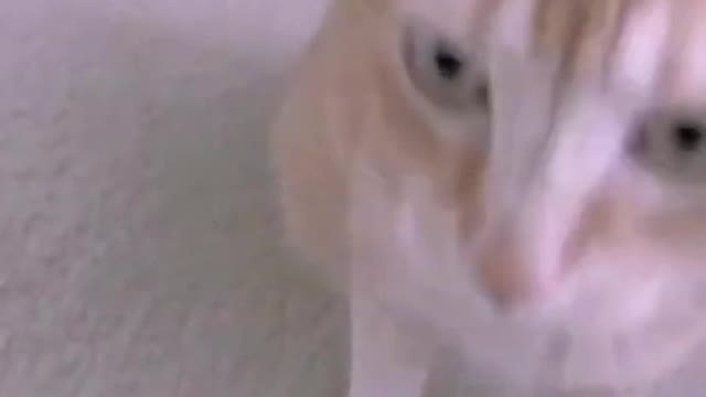 Cute and Funny Cat Videos