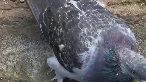 Beautiful peacock