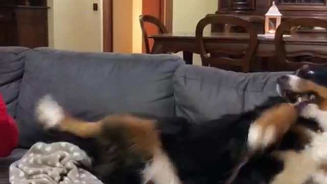 Doggo is Jealous She Isn't Getting Love