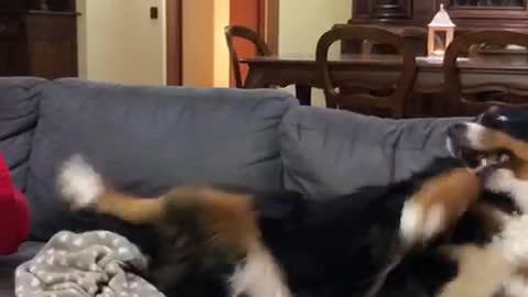 Doggo is Jealous She Isn't Getting Love