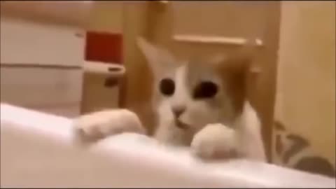 cat rescues mistress in the bathroom.