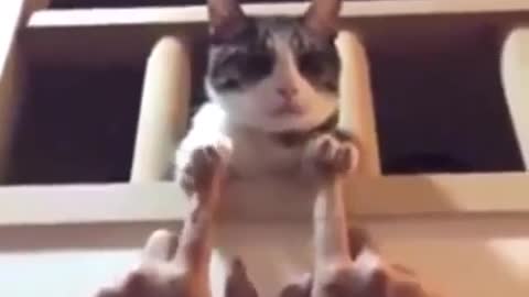 Funny and Cute Cats Videos #41 │ Gadis Sekarwangi