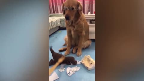 🐶🐱 Funny Cat And Dog Videos - 🤣🤣 _ Super Dog