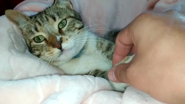 cat biting my finger