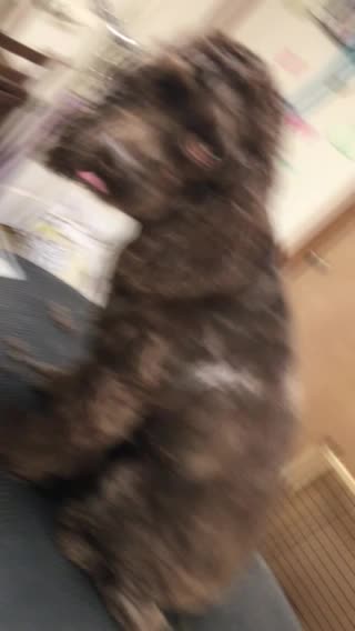 This puppy don’t want a grooming!!!