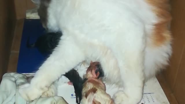 Live Kitten Giving Birth