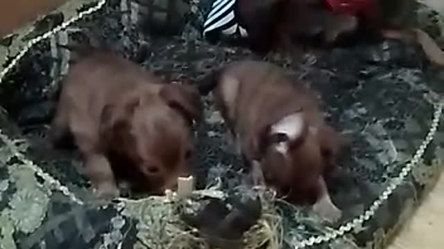 Mom and puppies play and bite