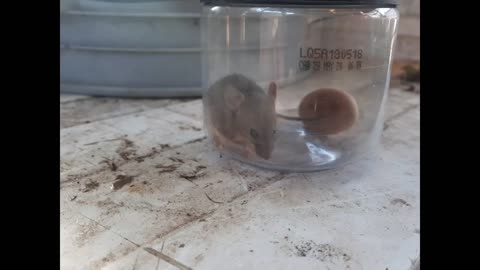 Pequeño hamster