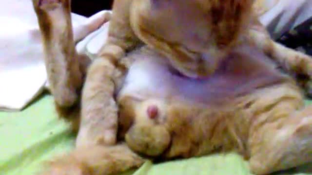 perverted naughty cat