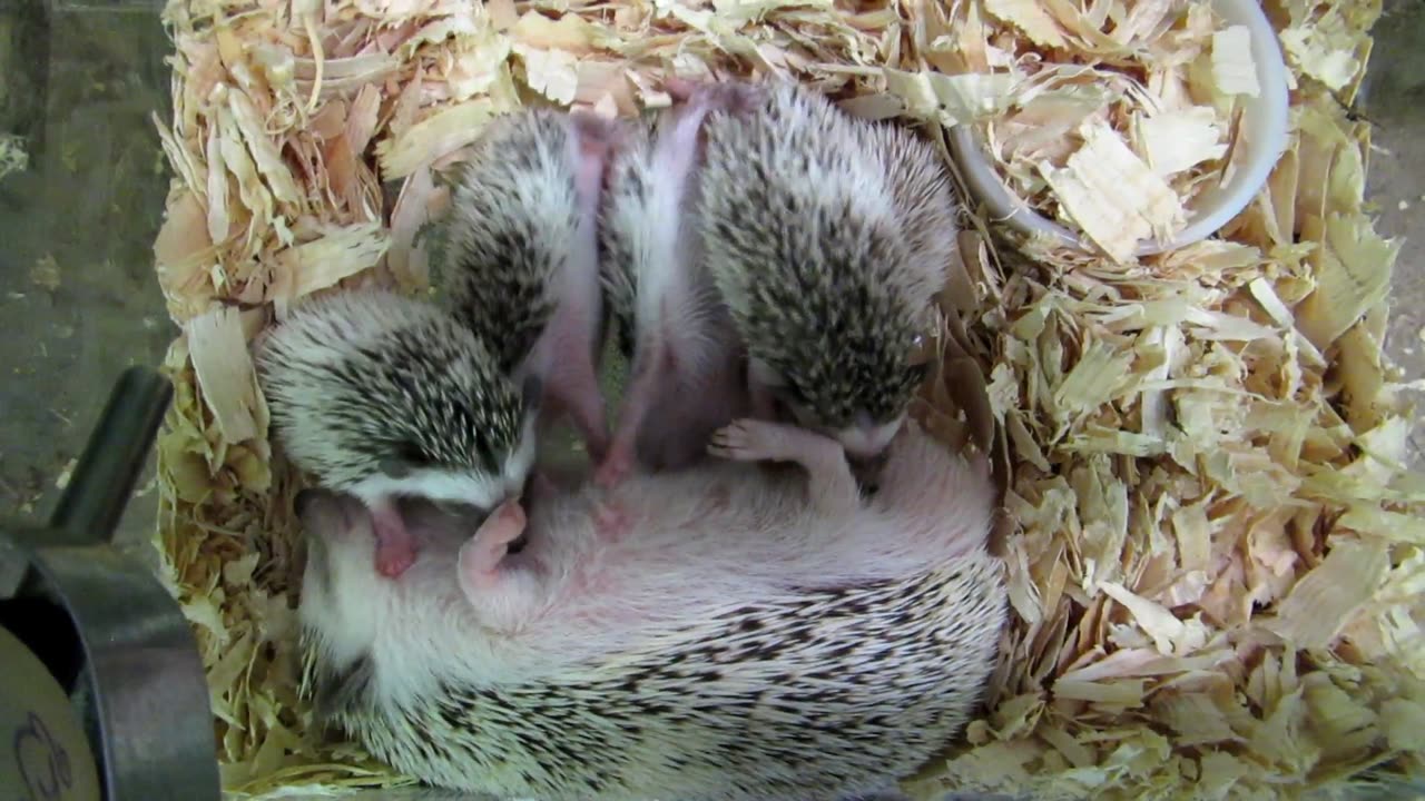 Hedgehog Babies