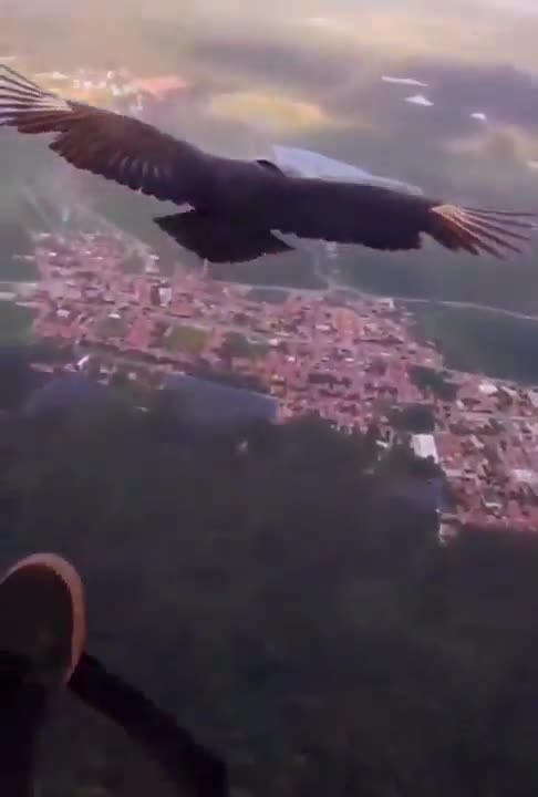 Paraglider meets a black vulture