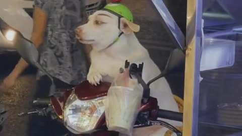 Whose dog has a special seat when going out and needs to make up beautifully?