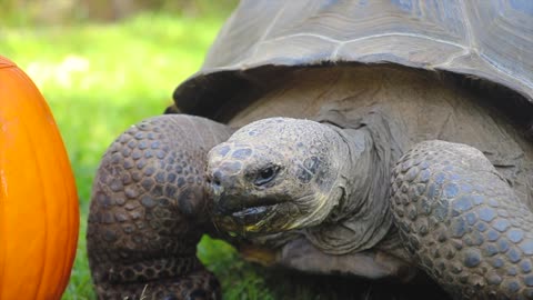 Estrella The Galapagos Tortoise Celebrates First Halloween In Australia With Pumpkin