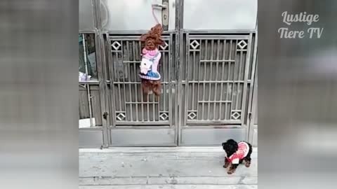 Cute Funny Cats and Dogs and more