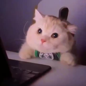 Amazing funny cat video | cute cats