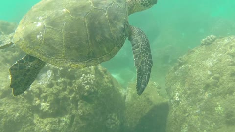 Adorable Mother Water Turtle Leading The Way To Her Home