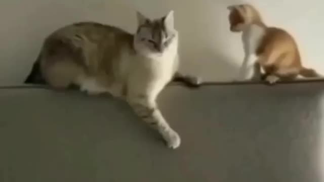 Really funny cats video in funny way...