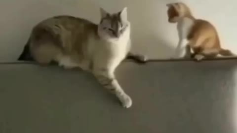 Really funny cats video in funny way...