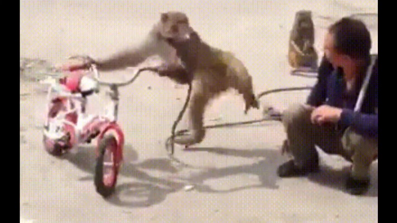 Funniest Monkey - cute and funny monkey videos (Copyright Free) Full HD