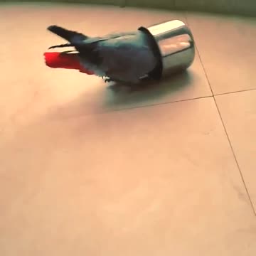 FUNNIEST PARROTS - Cute Parrot And Funny Parrot Videos Compilation