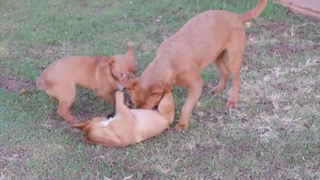 Puppies establish dominance